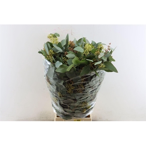 Euca Populus Berry 300gr P Bunch