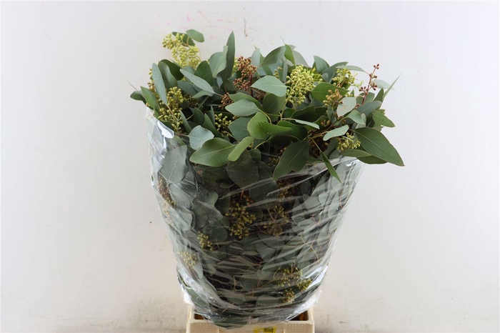 <h4>Euca Populus Berry 300gr P Bunch</h4>