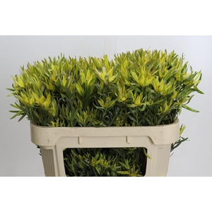 Leucadendron Pisa Spray