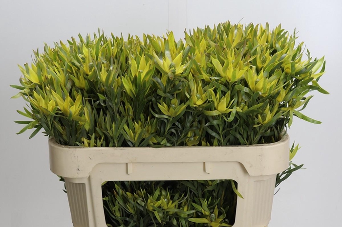 Leucadendron Pisa Spray