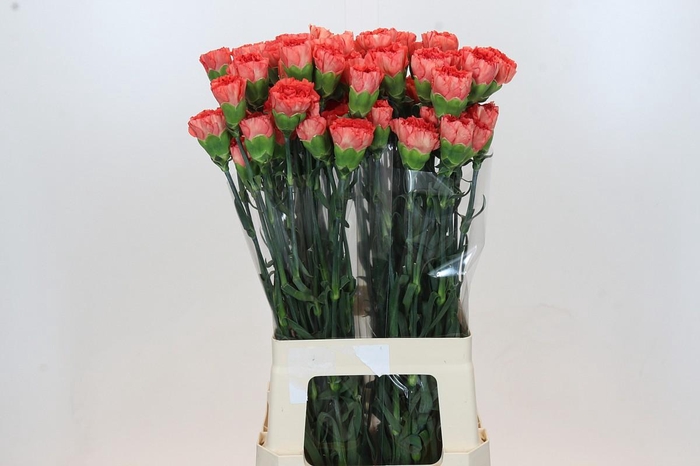 <h4>Dianthus St Arno</h4>