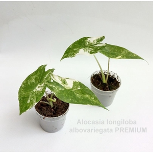 Alocasia