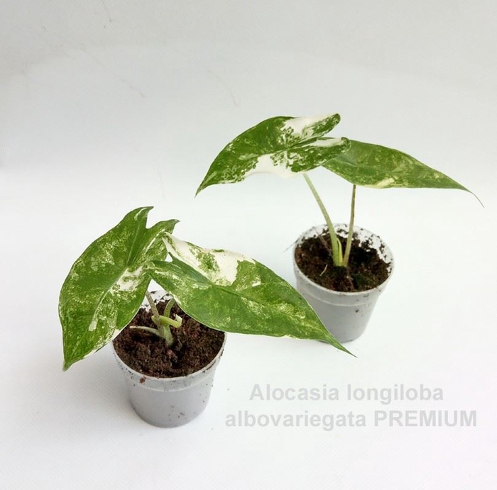 Alocasia