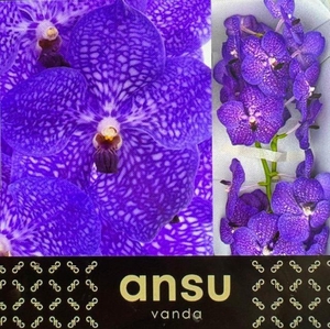 Vanda S Violet Blue