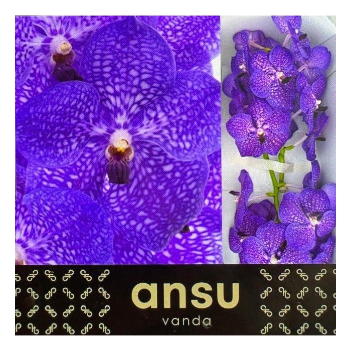 <h4>VANDA S VIOLET BLUE</h4>