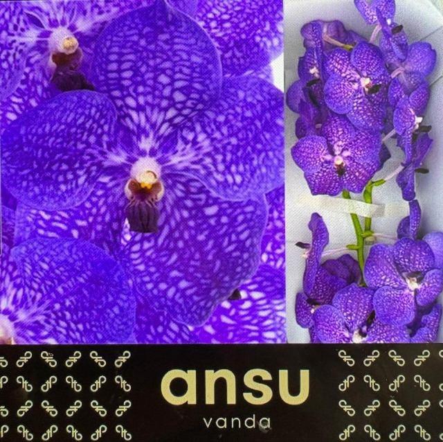 <h4>VANDA S VIOLET BLUE</h4>