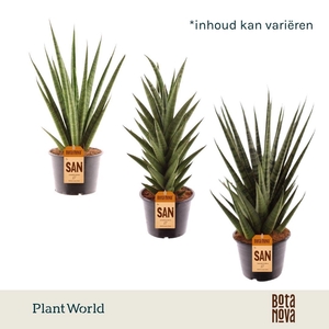 Sansevieria mix P14