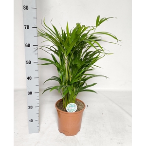 DYPSIS LUTESCENS
