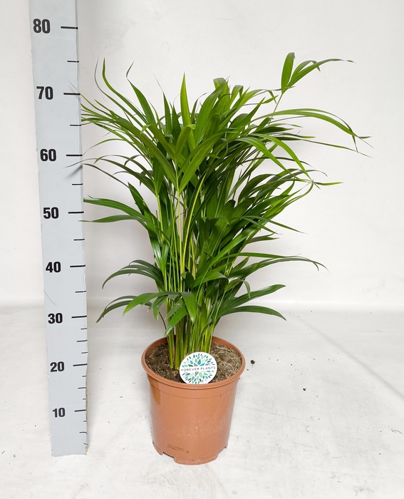 <h4>DYPSIS LUTESCENS</h4>