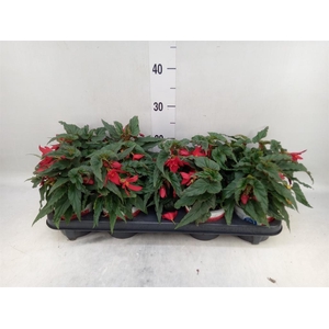 Begonia boliv. 'Beauvilia Red'