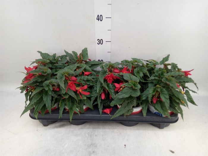 <h4>Begonia boliv. 'Beauvilia Red'</h4>