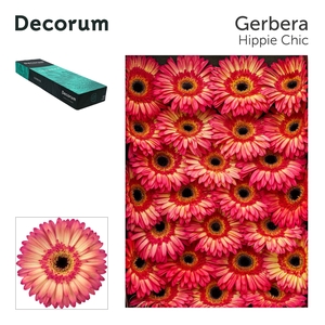 Gerbera Hippie chic Doos