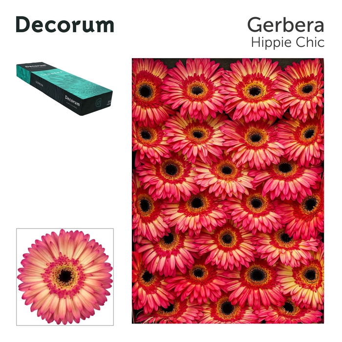 <h4>Gerbera Hippie chic Doos</h4>