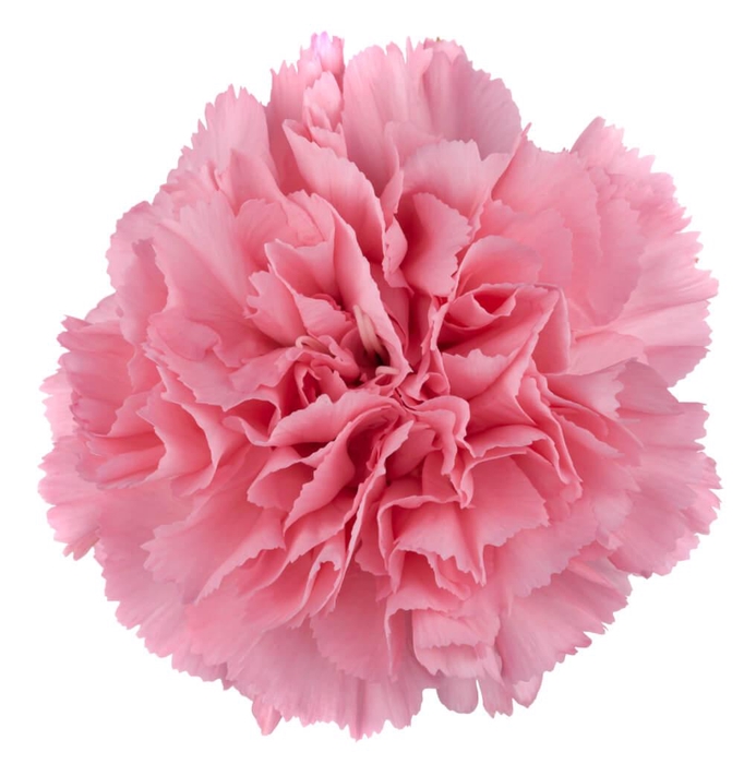 <h4>DI ST CORVETTE</h4>