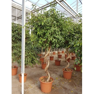 Ficus Exotica