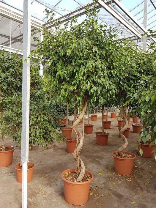 <h4>Ficus Exotica</h4>