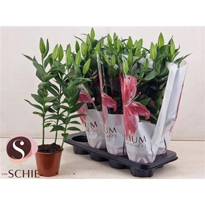 Lilium Oriental Grp 'Oxygen'