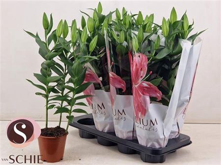 <h4>Lilium Oriental Grp 'Oxygen'</h4>