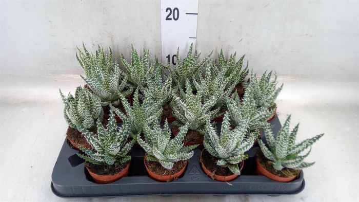 <h4>Aloe humilis</h4>