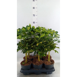 Schefflera arbor. 'Gold Capella'
