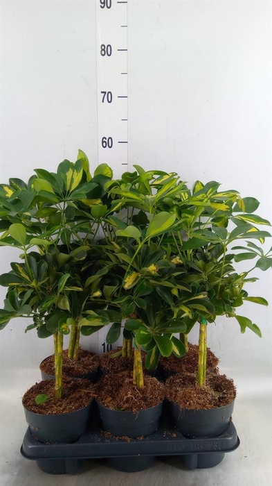 <h4>Schefflera arbor. 'Gold Capella'</h4>