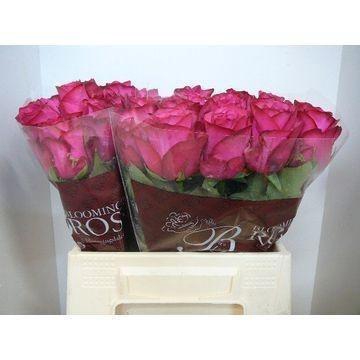 <h4>R GR PALOMA ROYALE</h4>