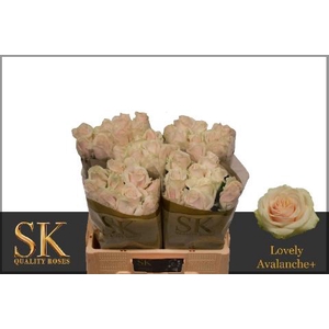 R GR LOVELY AVALANC+