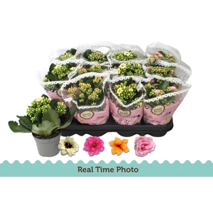 KAL GE GEM TWEEKL BL