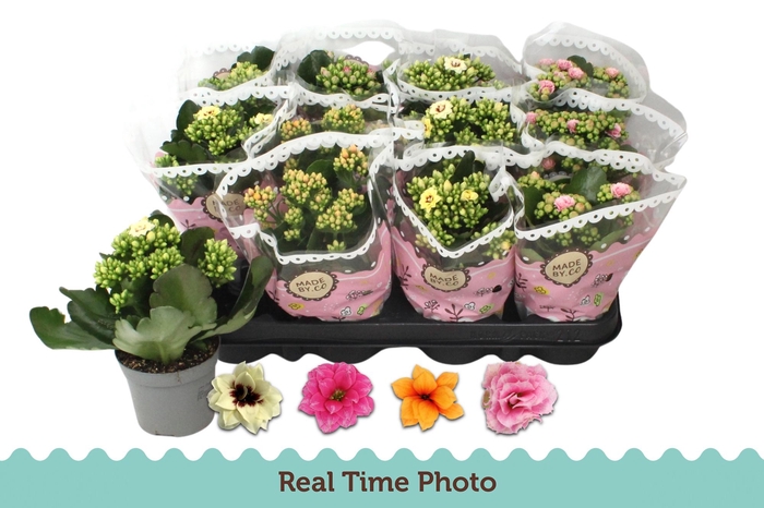 <h4>KAL GE GEM TWEEKL BL</h4>