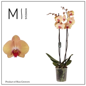Phalaenopsis Sammie Gold 2 spike - 12cm | Mimesis