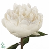 Paeonia elsa sass