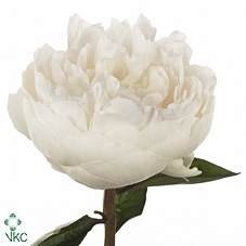 Paeonia elsa sass
