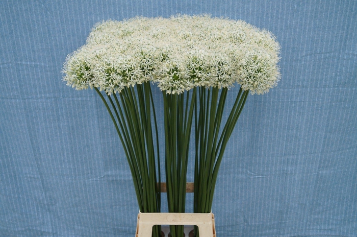 <h4>Allium Mount Everest 90cm</h4>