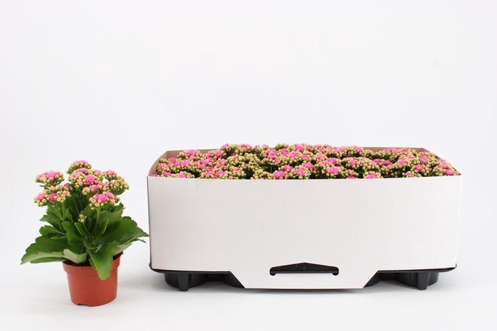 <h4>Kalanchoe Rosalina Don Nando</h4>