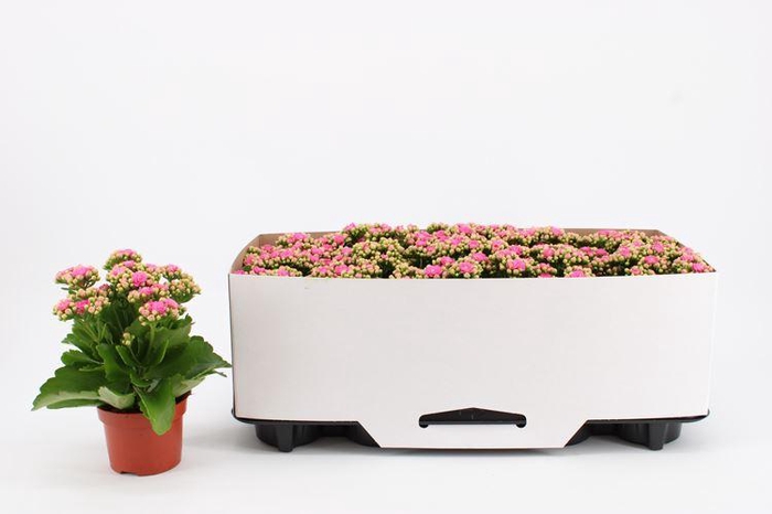 <h4>Kalanchoe Rosalina Don Nando</h4>