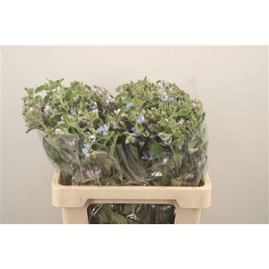 Oxypetalum Tan Pur Blue