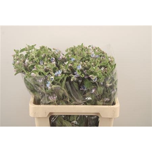 Oxypetalum Tan Pur Blue