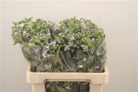 <h4>Oxypetalum Tan Pur Blue</h4>