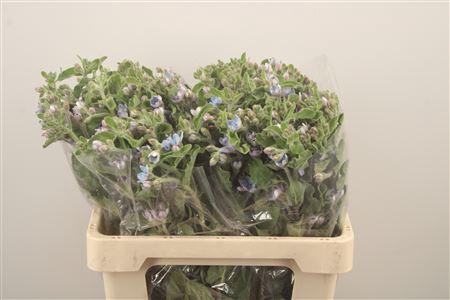 <h4>Oxypetalum Tan Pur Blue</h4>