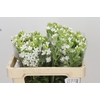 Oxypetalum coeruleum 'Perfect White Harmony'
