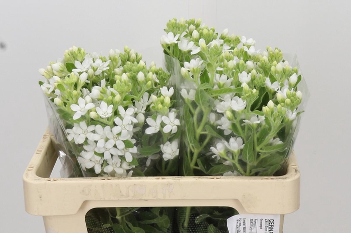 Oxypetalum coeruleum 'Perfect White Harmony'
