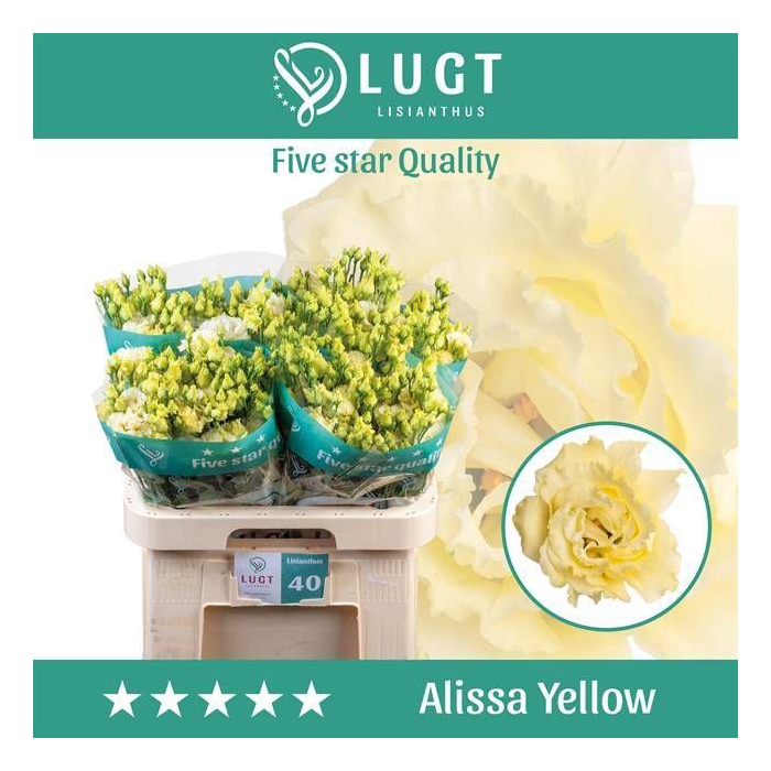 <h4>EUS G ALISSA YELLOW</h4>