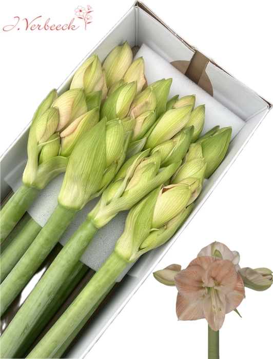 <h4>HIPP GA ROSE</h4>