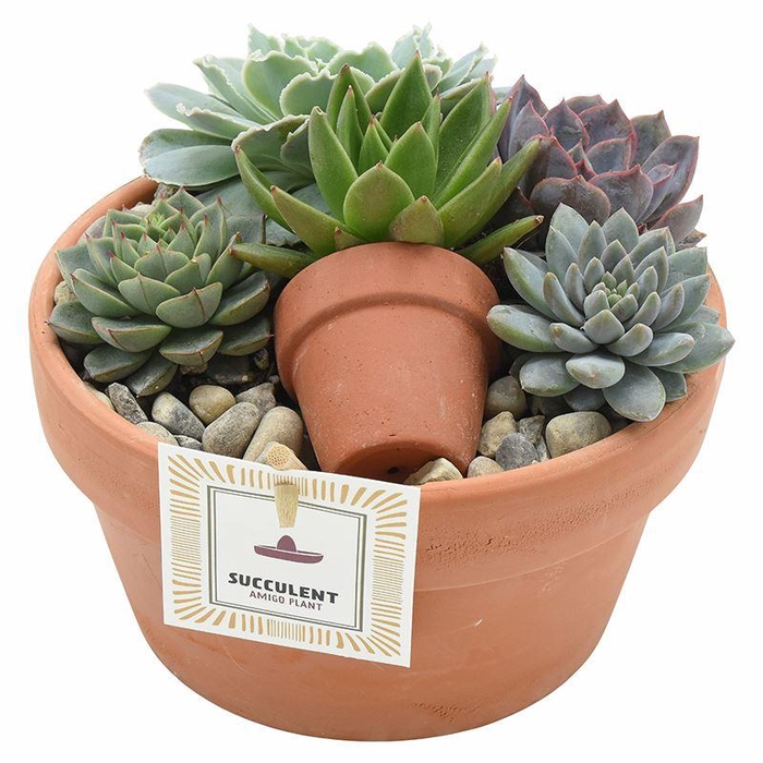 <h4>Arrangementen succulenten</h4>