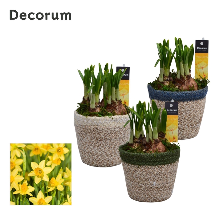 <h4>Narcis Randa HL15993N</h4>