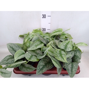 Scindapsus pictus 'Trebie'