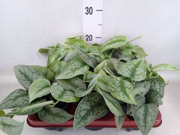 <h4>Scindapsus pictus 'Trebie'</h4>