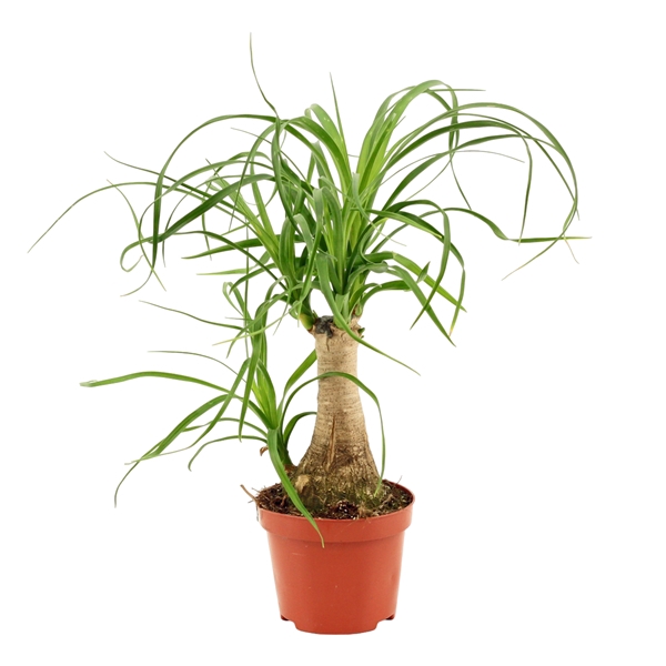 <h4>Beaucarnea recht 9 cm</h4>