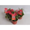 Pelargonium Calliope cascade Red