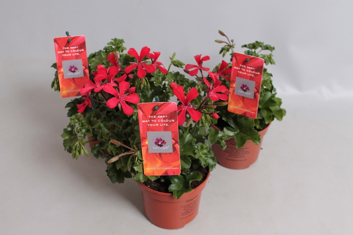 Pelargonium Calliope cascade Red
